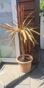 Palm Tree