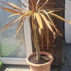 Palm Tree