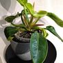 Philodendron Moonlight Image 3