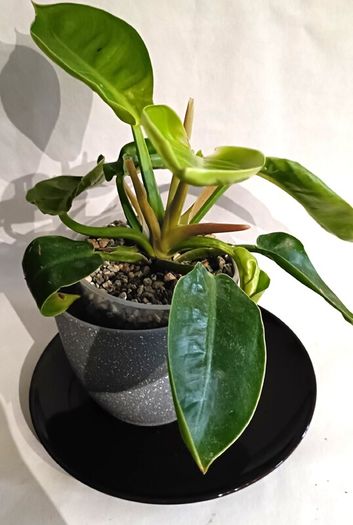 Philodendron Moonlight