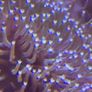 XXL Toadstool Coral Image 4