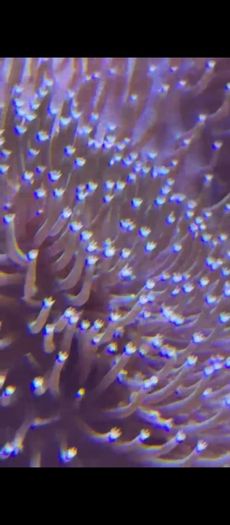 XXL Toadstool Coral