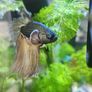 aqua nova 32ltr fish tank with gas mustard beta Image 2