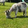 Pedigree Pygmy Goats Image 5