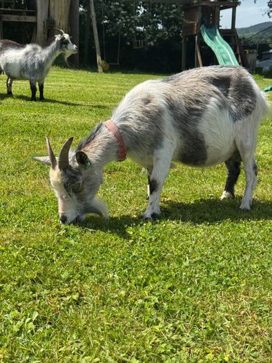 Pedigree Pygmy Goats