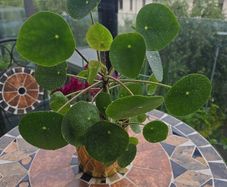Chinese Money Indoor / House Plant / Pilea