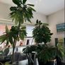 plant of Happiness Image 2