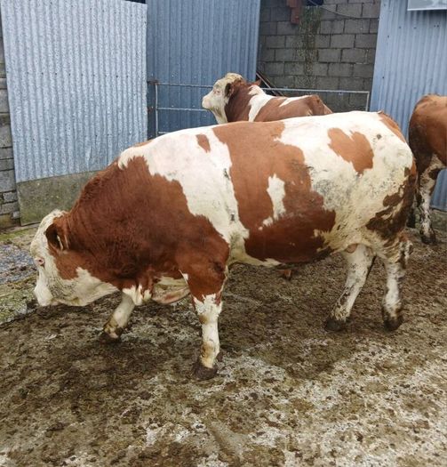 Pedigree Fleckvieh Bulls