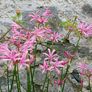 plants Image 2