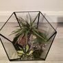 Plant Teranium Image 2