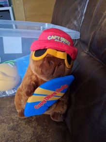 capybara soft toy