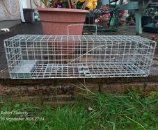 Mink trap