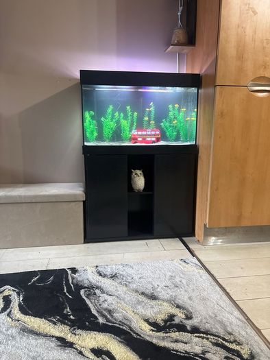 120l aquarium with stand