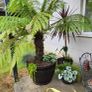 Patio plants Image 7