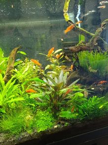 Swordtail Fry 2 euro each