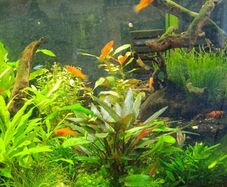Swordtail Fry 2 euro each