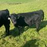 Dexter calves Image 2