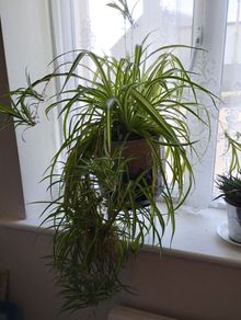 Huge Spider Plant