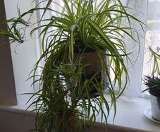 Huge Spider Plant