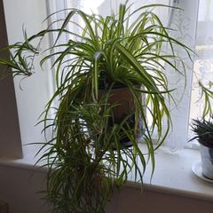 Huge Spider Plant