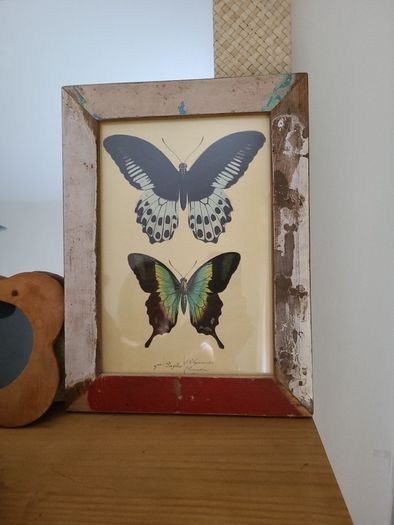 Beautiful Vintage Style Butterfly Framed Print picture
