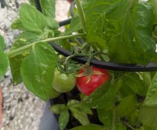 tomato