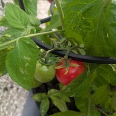tomato