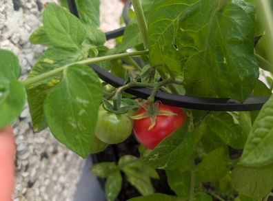tomato
