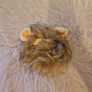 cat hat Image 2