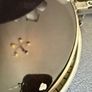 Pearl Tavel Congas Image 9