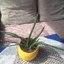 Sansevieria Cylindrica with Yellow Pot Image 5
