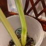 Monstera Mint big leaves Image 5