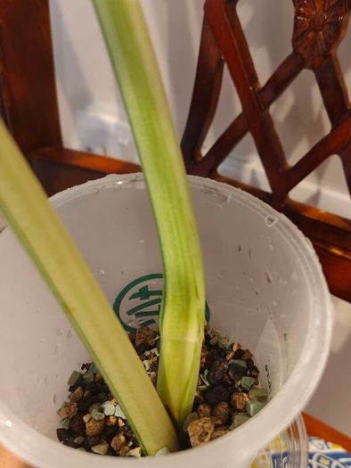Monstera Mint big leaves