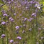 Verbena bonariensis Image 9