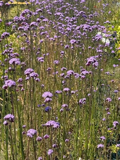 Verbena bonariensis