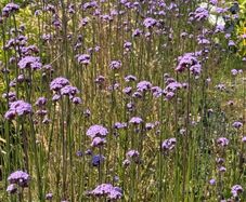 Verbena bonariensis