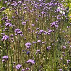 Verbena bonariensis