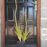 Red Hot Poker Image 5