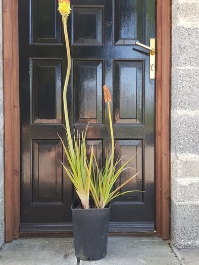 Red Hot Poker
