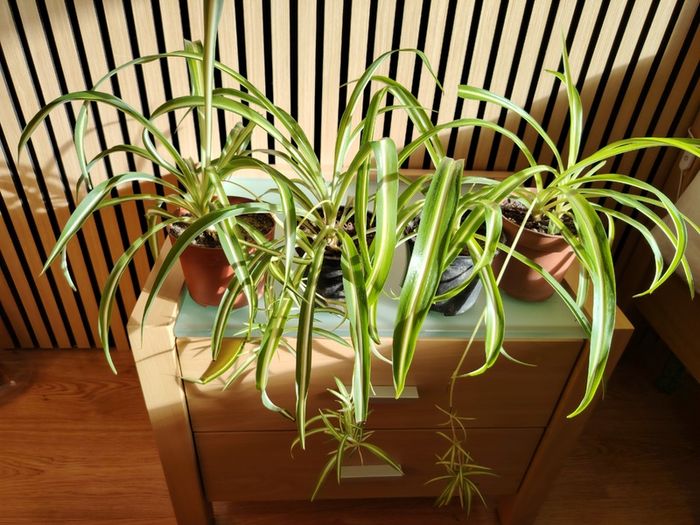 Spider Plant