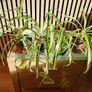 Spider Plant Image 3