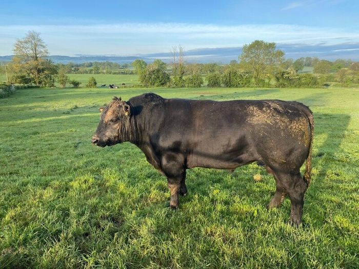Angus Bull