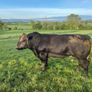 Angus Bull Image 2