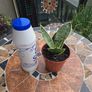 Rare SANSEVIERIA Hahnii house plant Image 2