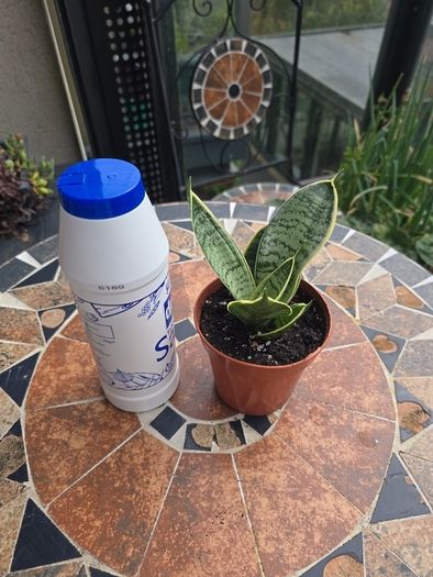 Rare SANSEVIERIA Hahnii house plant