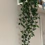 Table lamp Image 4