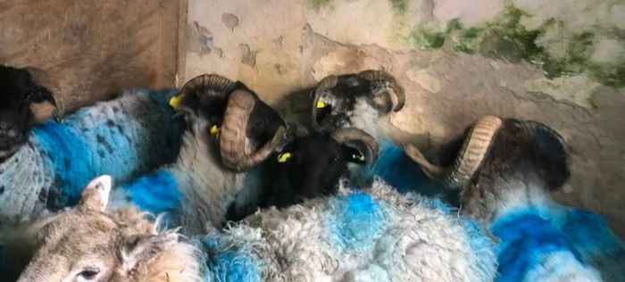 Sheep