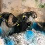 Sheep Image 8