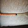 Star Hurley 34" Image 2