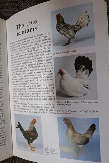 Old Poultry Breeds / Fred Hams / 2000